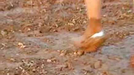 Kedi kavgaları porno